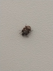 Anthrenus picturatus