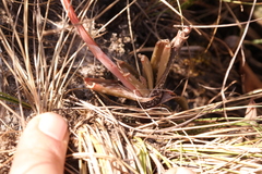 Aloe wildii image