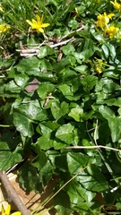 Ficaria verna