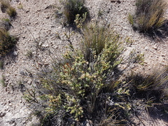 Chuquiraga ruscifolia