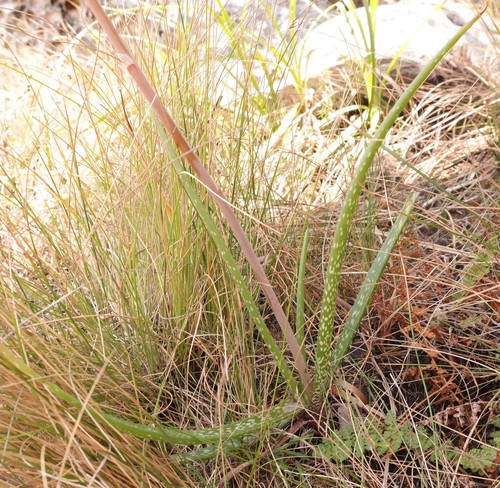 Aloe wildii image