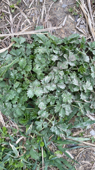 Potentilla intermedia