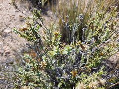 Chuquiraga ruscifolia