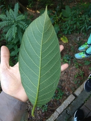 Artocarpus lacucha