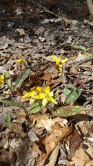 Erythronium americanum