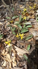Erythronium americanum