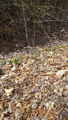 Erythronium americanum