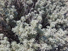Artemisia mendozana