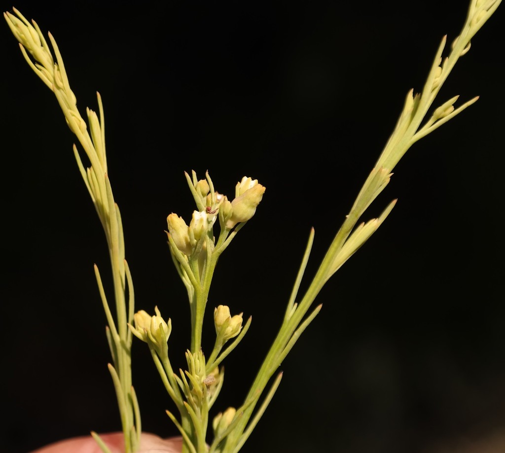 Thesium bundiense