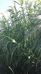 Arundo donax