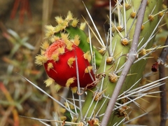 Opuntia caracassana