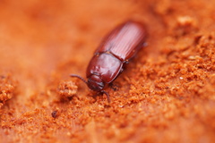 Uloma culinaris