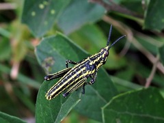 Pyrgomorphidae