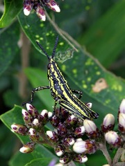 Pyrgomorphidae