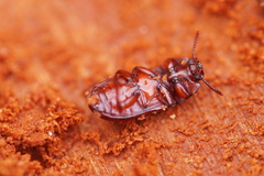 Uloma culinaris