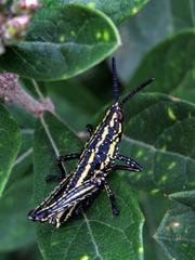 Pyrgomorphidae