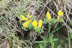 Chamaecytisus wulfii