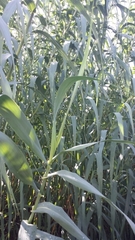 Arundo donax