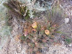 Maihueniopsis ovata