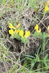 Chamaecytisus wulfii