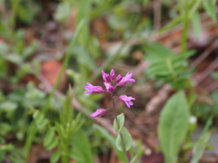 Noccaea bulbosa
