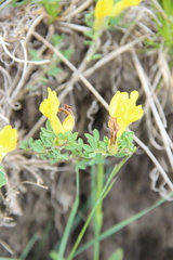 Chamaecytisus wulfii