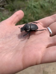 Scarabaeus semipunctatus