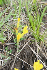 Chamaecytisus wulfii