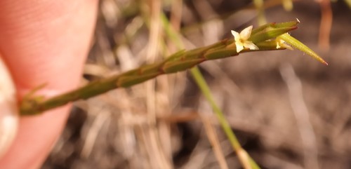 Zim Capespray (Struthiola rhodesiana)