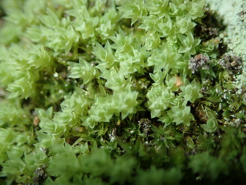 Pohlia cruda