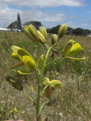 Albuca fragrans
