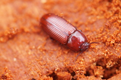 Uloma culinaris
