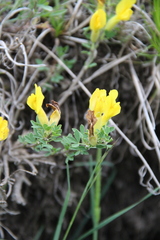 Chamaecytisus wulfii