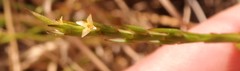 Struthiola rhodesiana