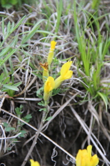 Chamaecytisus wulfii