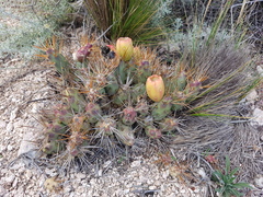 Maihueniopsis ovata