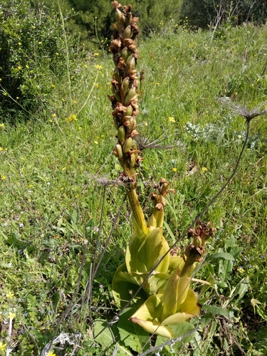 Himantoglossum image