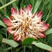 Protea simplex - Photo (c) Kate Braun, alguns direitos reservados (CC BY-NC), uploaded by Kate Braun