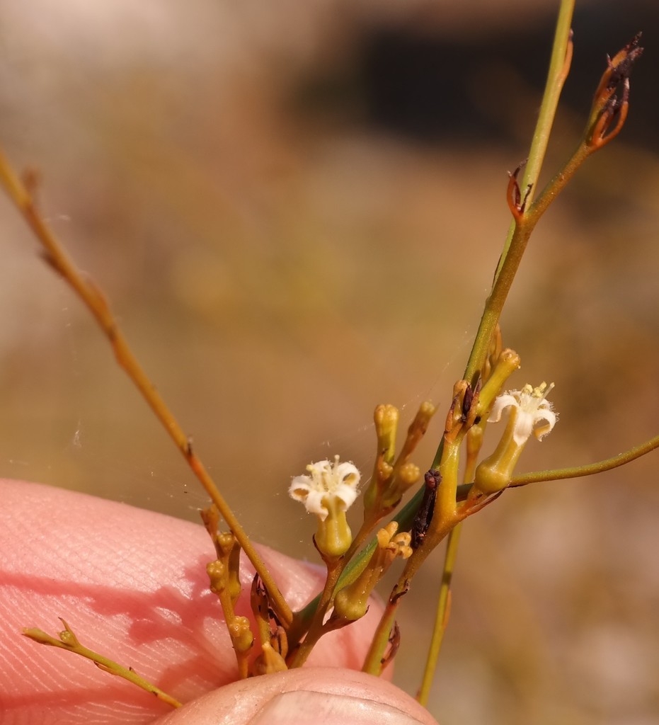Thesium dolichomeres