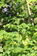 Colutea