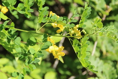 Colutea
