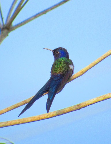 Eupetomena macroura