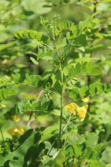 Colutea