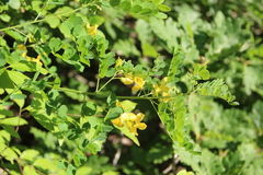 Colutea