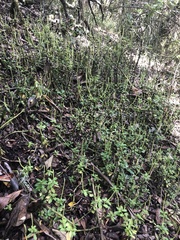 Peperomia ilaloensis