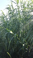 Arundo donax