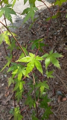 Acer palmatum