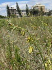 Albuca fragrans