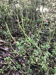 Peperomia ilaloensis