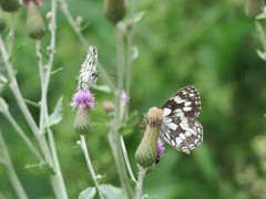 Melanargia galathea